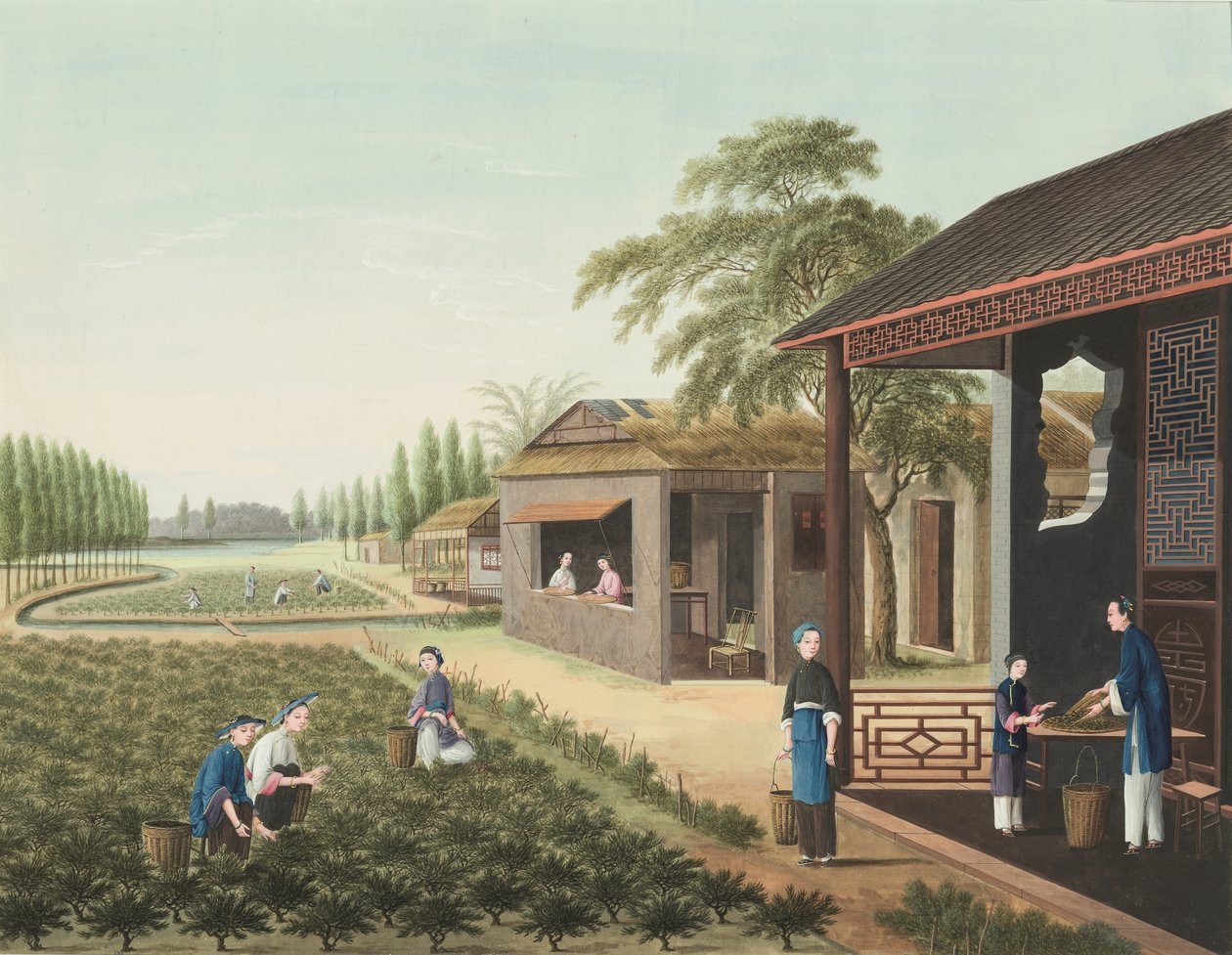 إنتاج الشاي، حوالي عام 1820 (طلاء بالألوان الجسدية والذهبية على حرير موضوع على ورق) بواسطة المدرسة الصينية