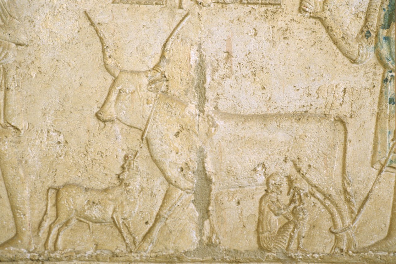  بواسطة المدرسة المصرية