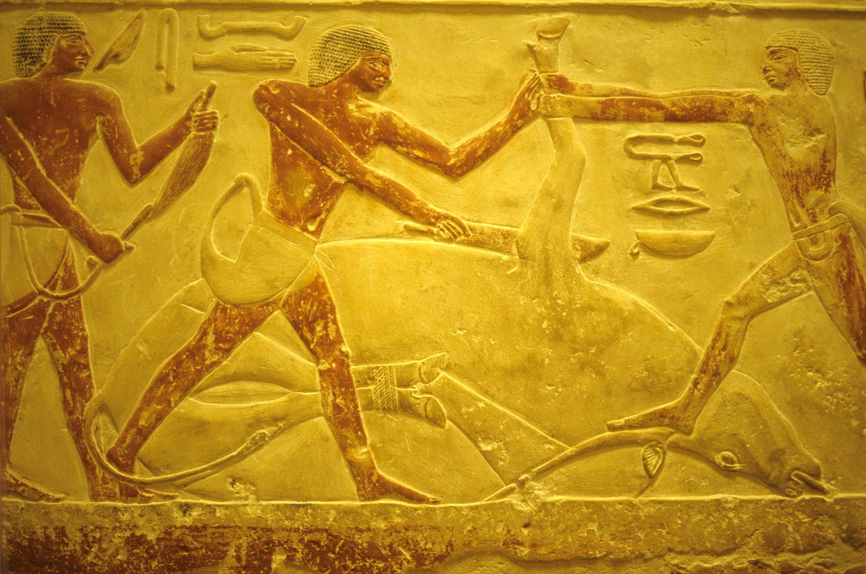 مصر القديمة، نحت/رسم على الحائط، المصطبة/مقبرة إيدوت، سقارة، 2323-2150 ق.م.، ثور مذبوح للأضحية (صورة) بواسطة المدرسة المصرية