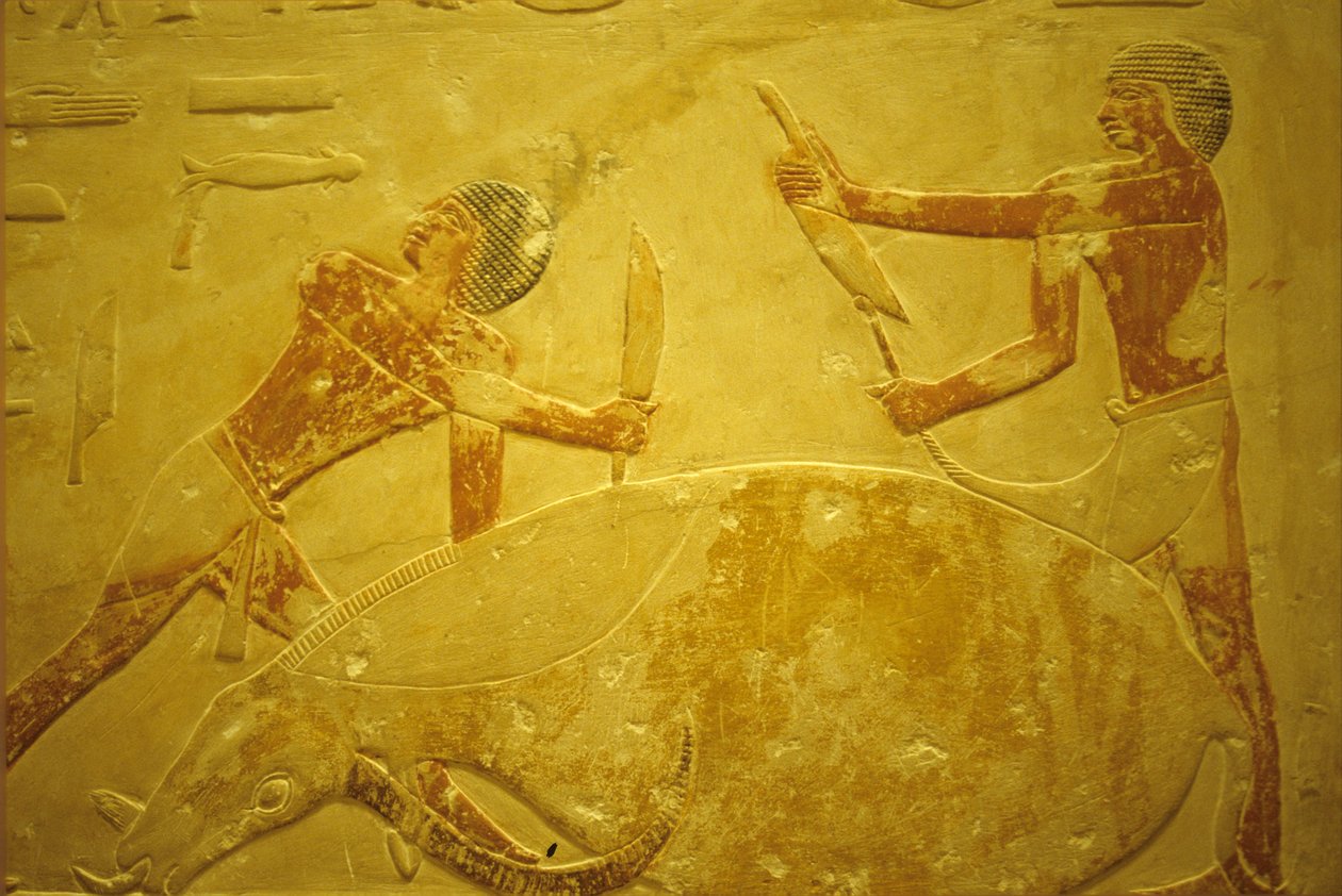 مصر القديمة، نحت/رسم على الحائط، المصطبة/مقبرة إيدوت، سقارة، 2323-2150 ق.م.، ثور مذبوح للأضحية (صورة) بواسطة المدرسة المصرية