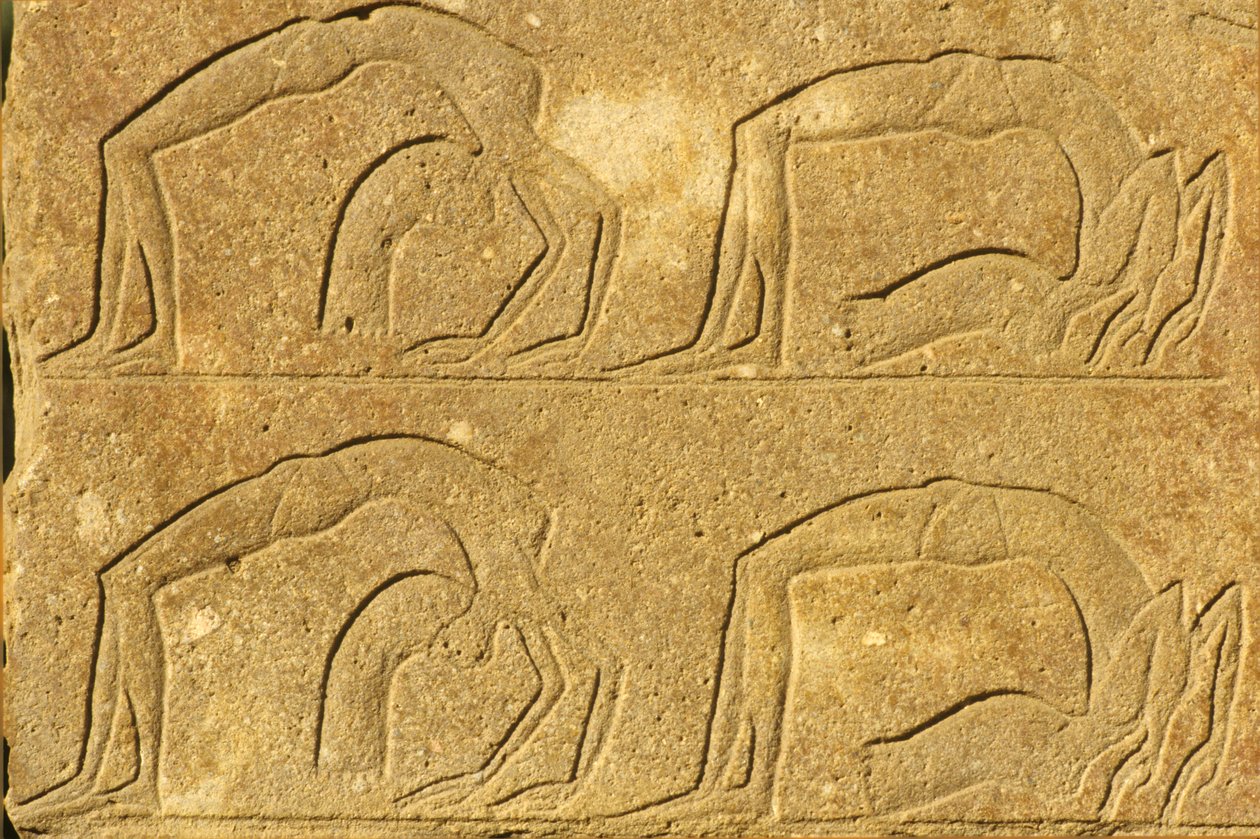  بواسطة المدرسة المصرية