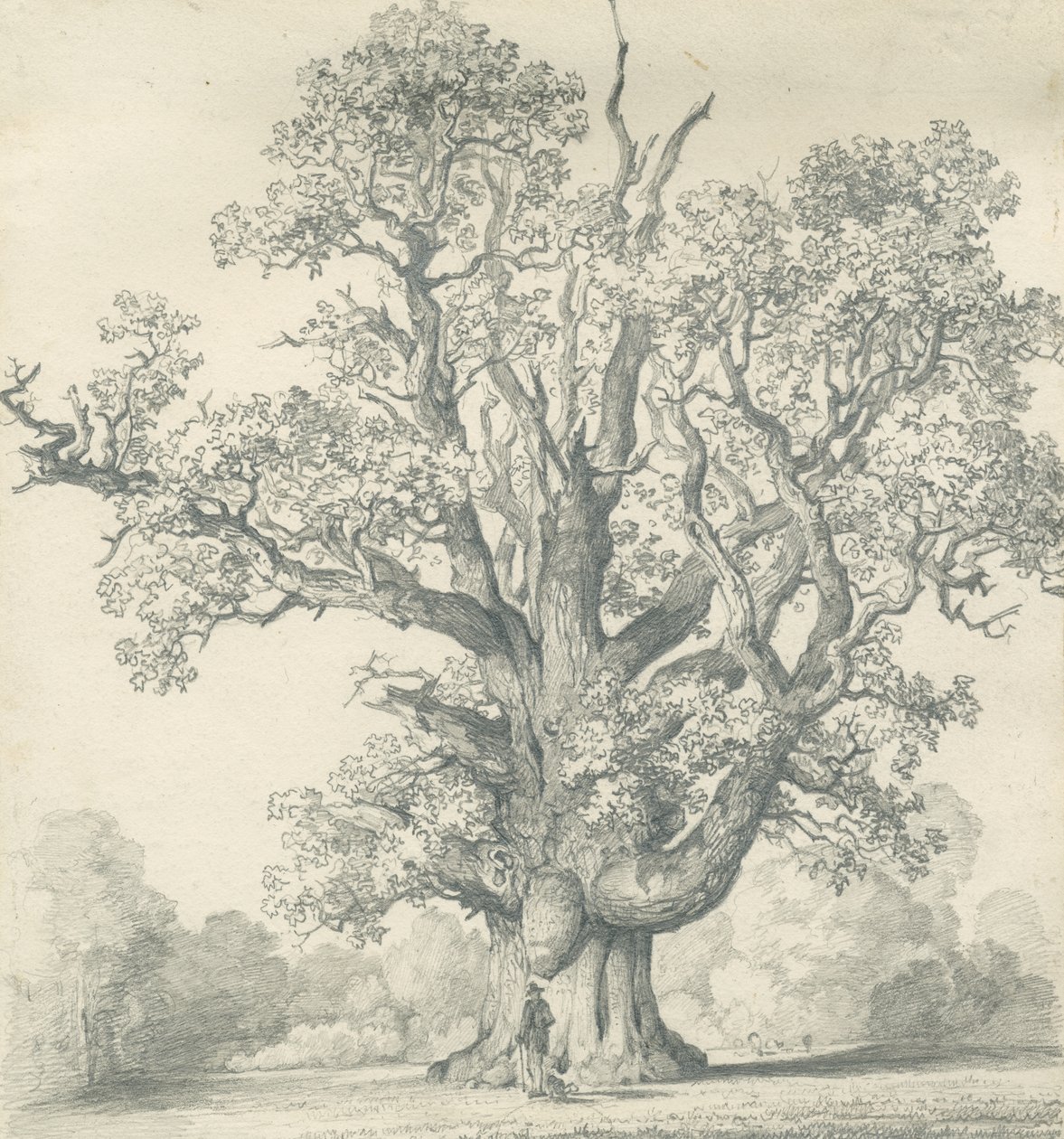 Needwood - Silver Oak: الرسم بقلم الرصاص ، [القرن التاسع عشر] (الرسم) بواسطة مدرسة اللغة الإنجليزية