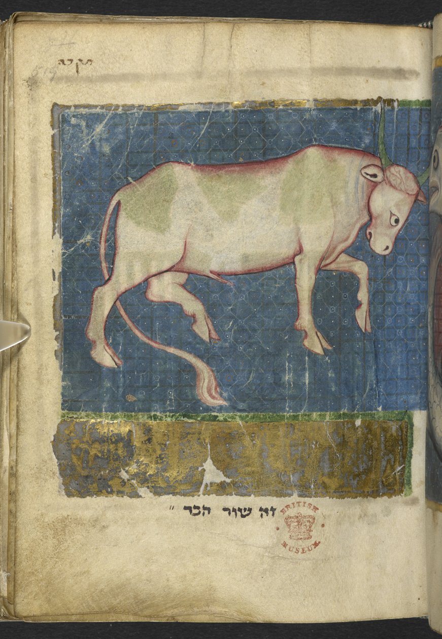 إضافة MS 11639 f.519t ثور ، من مجموعة متنوعة من النصوص التوراتية وغيرها (