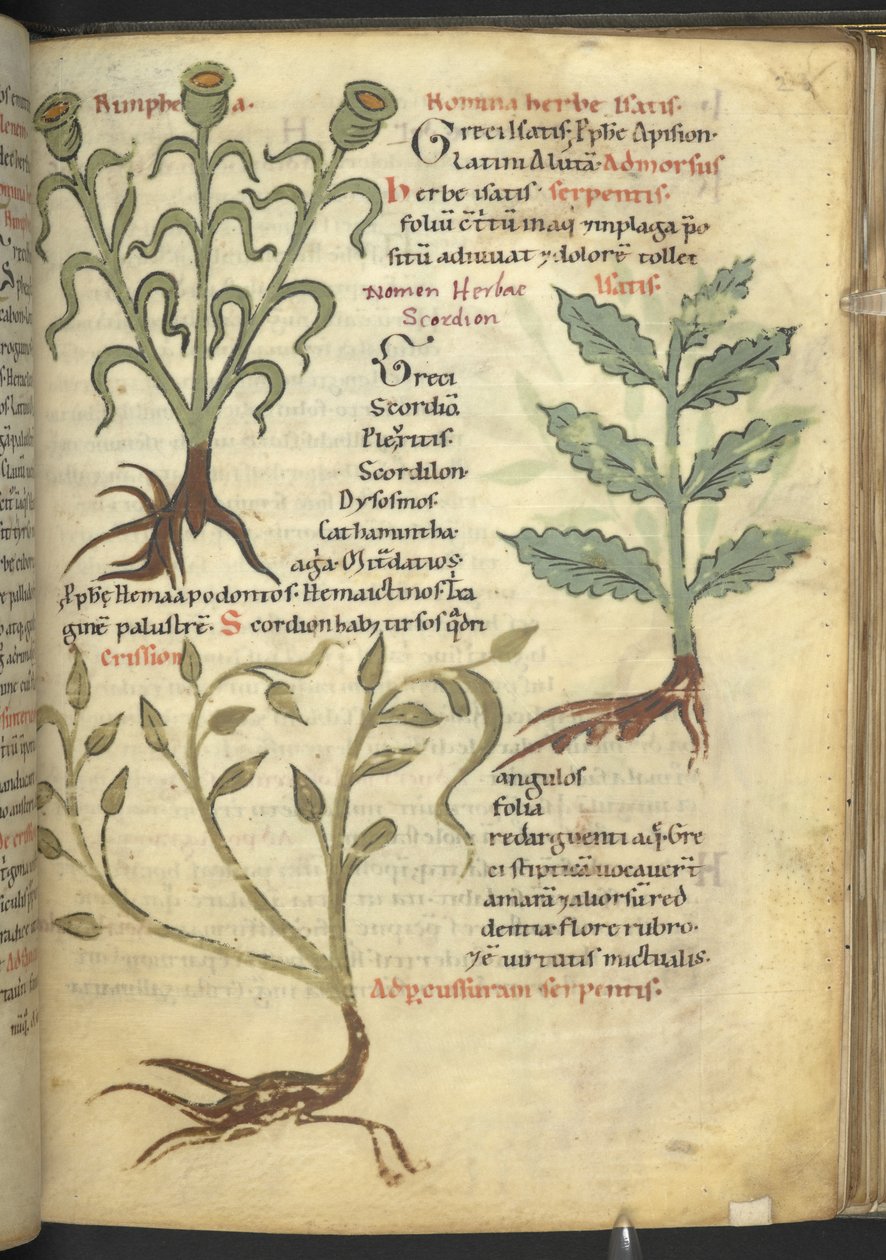 هارلي 4986 f.23 نيمفين ؛ إيزاتيس. Crision ، من "De Medicaminibus herbarum liber (A herbal)" Pseudo-Apuleius Platonicus ، بواسطة المدرسة الألمانية