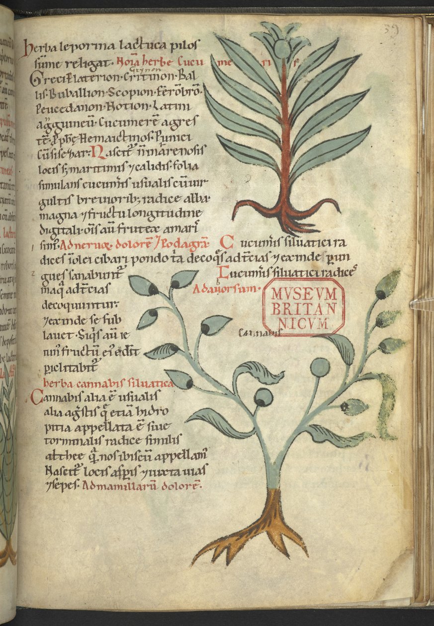 Harley 4986 ، f.39 Cucumber ؛ القنب من كتاب الأدوية العشبية. (عشبي) (حبر ولون على قماش) بواسطة المدرسة الألمانية