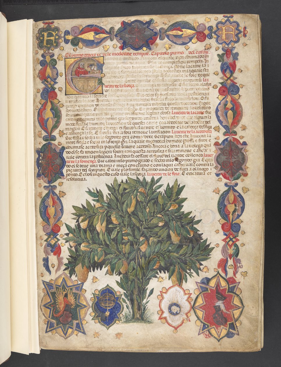 Egerton 2020 f.4r إطار كامل بزخرفة شعارية وحرف أول مؤرخ بالحرف "E" ، مع صورة مصغرة لشجرة ، من "Carrara Herbal" ، حوالي 1390-1404 (حبر ، لون وذهب على رق)    الكاتب: جاكوبو فيليبو بواسطة المدرسة الايطالية