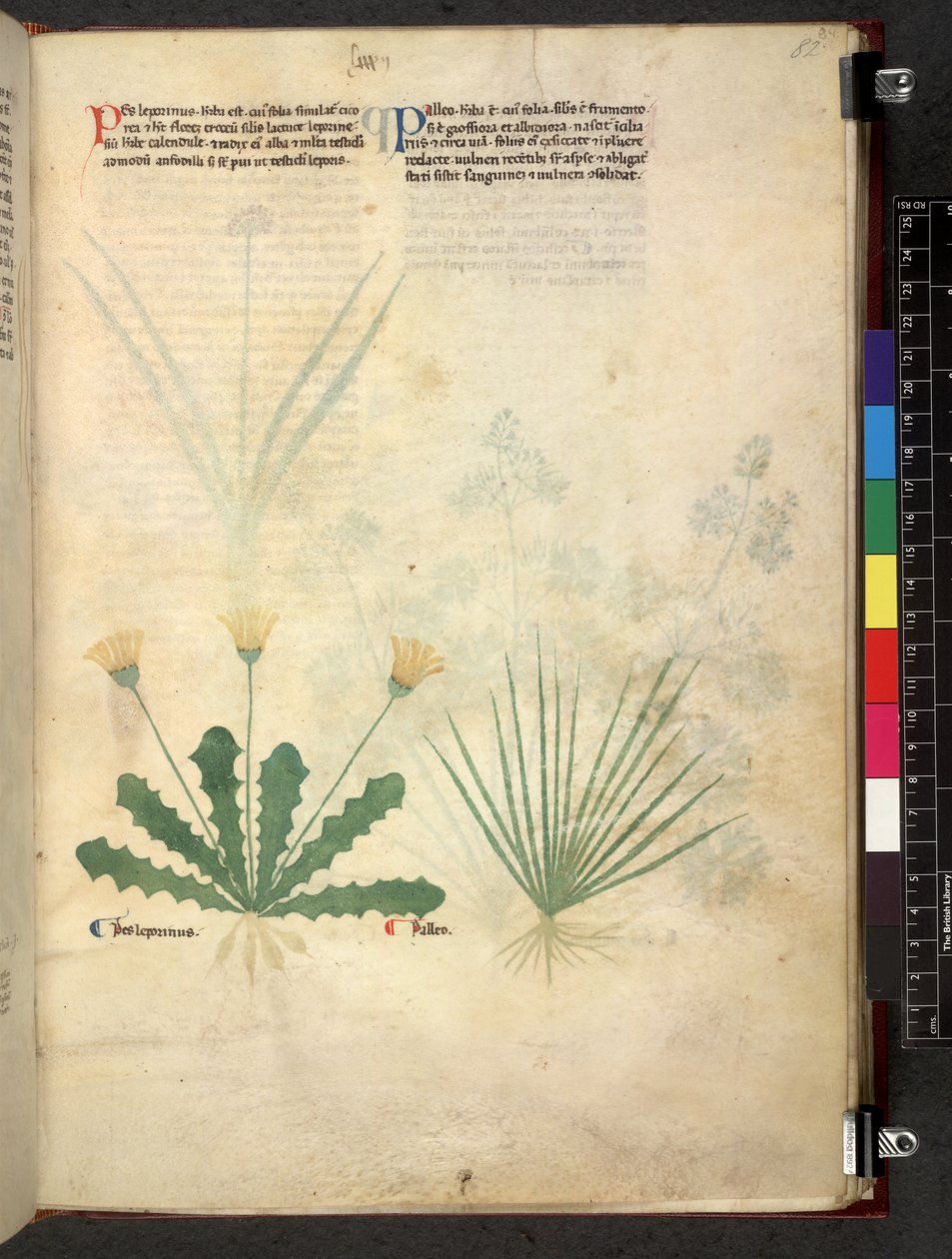 Egerton 747 Tractatus de herbis (عشبي) حوالي 1280-1310 (حبر ولون على ورق) بواسطة المدرسة الايطالية