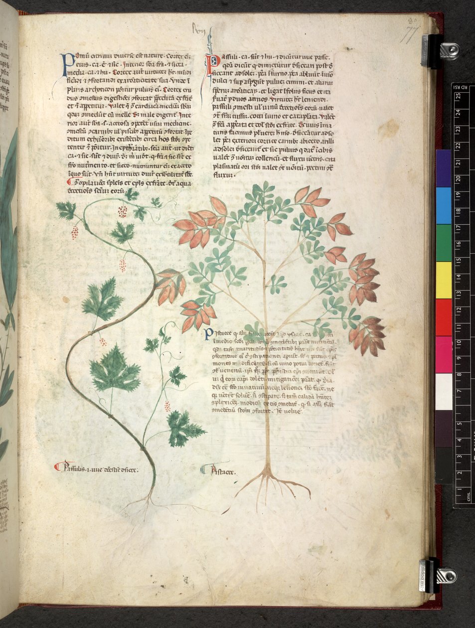 Egerton 747 Tractatus de herbis (عشبي) حوالي 1280-1310 (حبر ولون على ورق) بواسطة المدرسة الايطالية