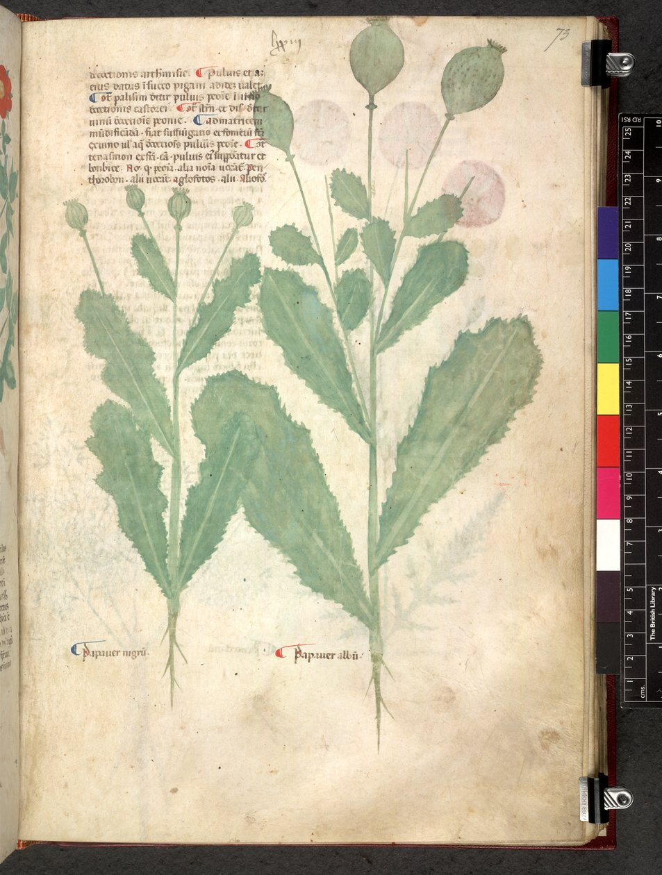 Egerton 747 Tractatus de herbis (عشبي) حوالي 1280-1310 (حبر ولون على ورق) بواسطة المدرسة الايطالية