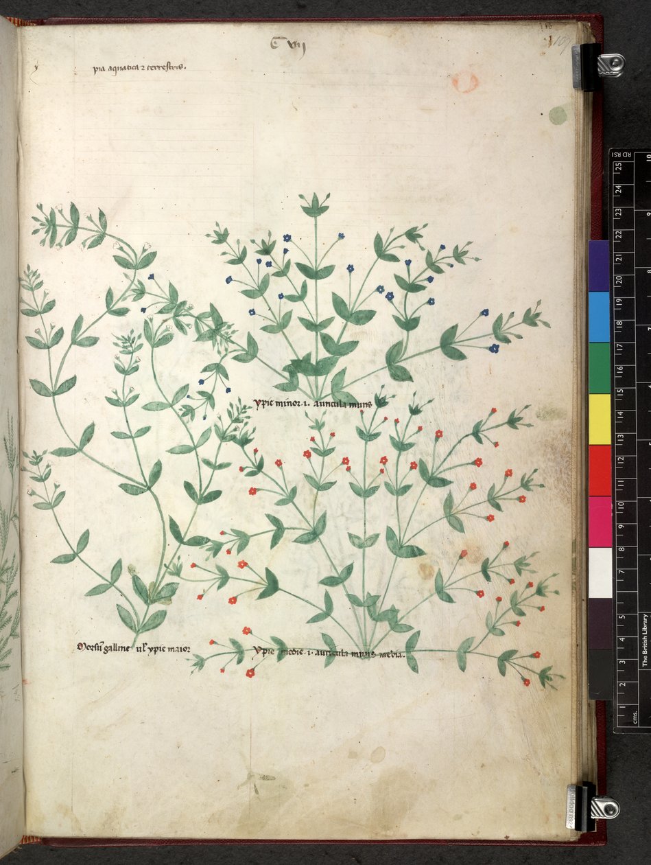 Egerton 747 Tractatus de herbis (عشبي) حوالي 1280-1310 (حبر ولون على ورق) بواسطة المدرسة الايطالية