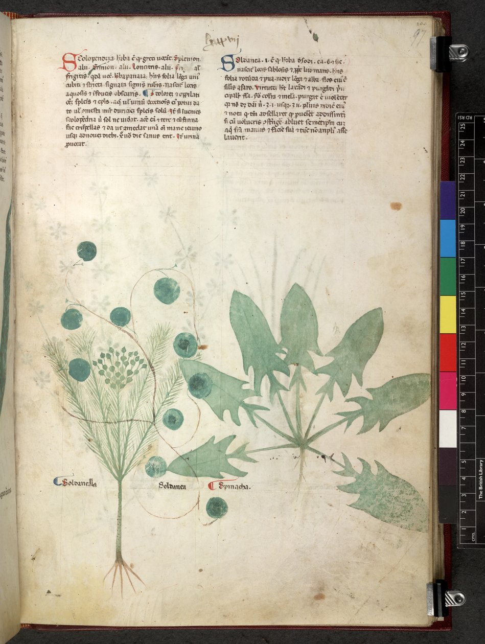 Egerton 747 Tractatus de herbis (عشبي) حوالي 1280-1310 (حبر ولون على ورق) بواسطة المدرسة الايطالية