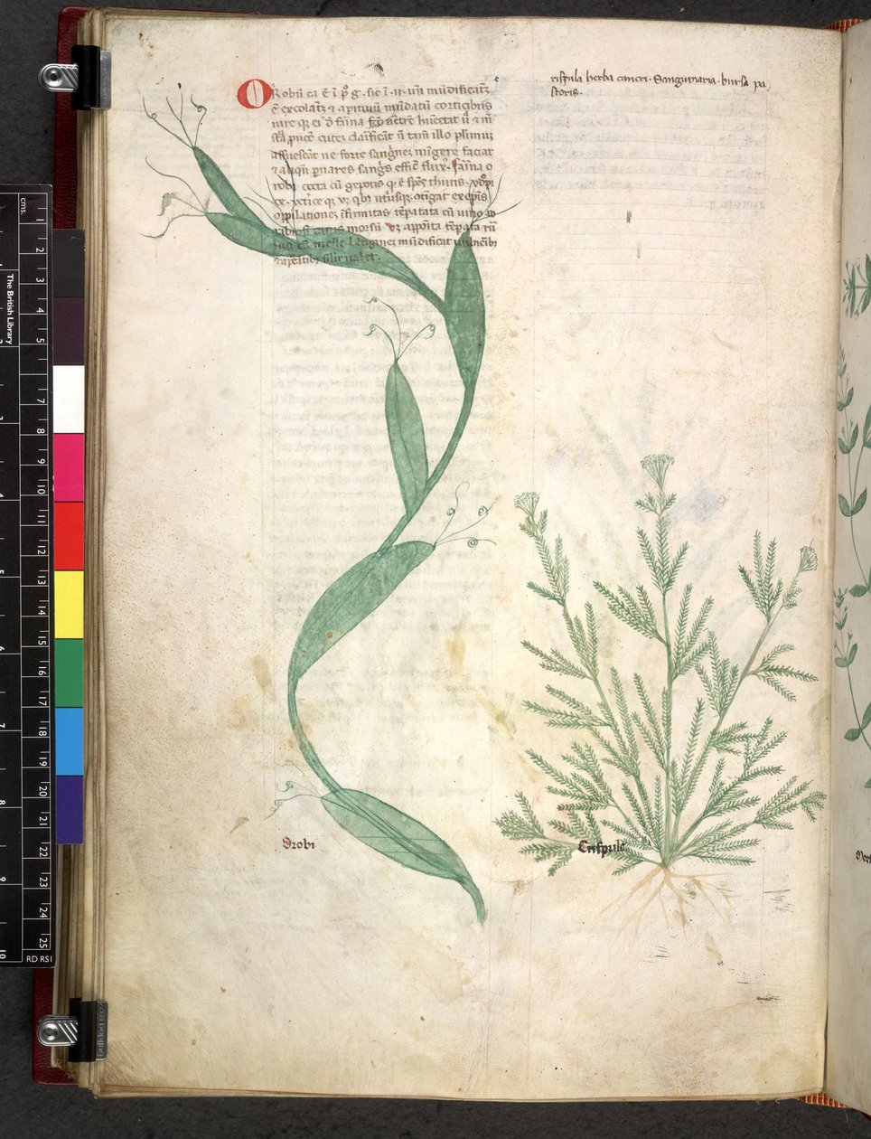 Egerton 747 Tractatus de herbis (عشبي) حوالي 1280-1310 (حبر ولون على ورق) بواسطة المدرسة الايطالية
