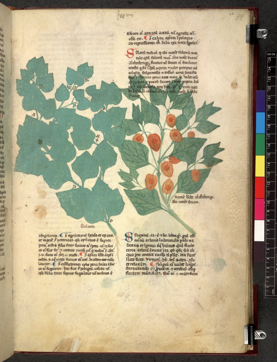 Egerton 747 Tractatus de herbis (عشبي) حوالي 1280-1310 (حبر ولون على ورق) بواسطة المدرسة الايطالية