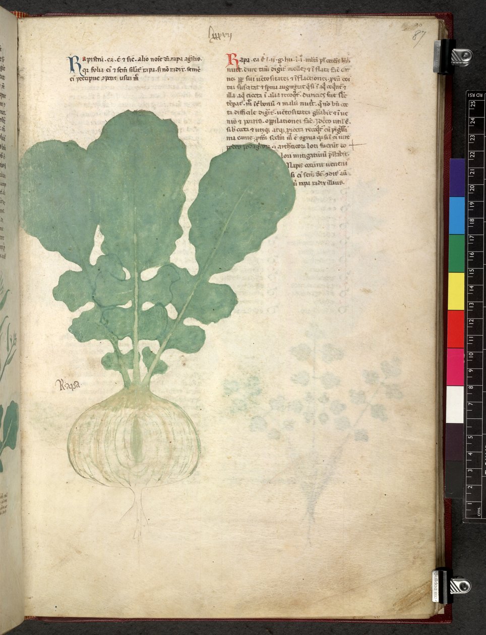 Egerton 747 Tractatus de herbis (عشبي) حوالي 1280-1310 (حبر ولون على ورق) بواسطة المدرسة الايطالية