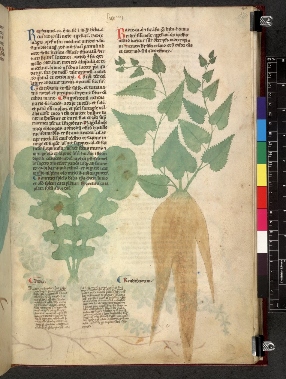 Egerton 747 Tractatus de herbis (عشبي) حوالي 1280-1310 (حبر ولون على ورق) بواسطة المدرسة الايطالية