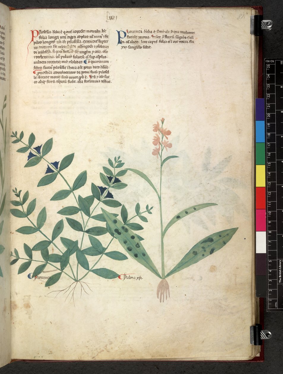 Egerton 747 Tractatus de herbis (عشبي) حوالي 1280-1310 (حبر ولون على ورق) بواسطة المدرسة الايطالية