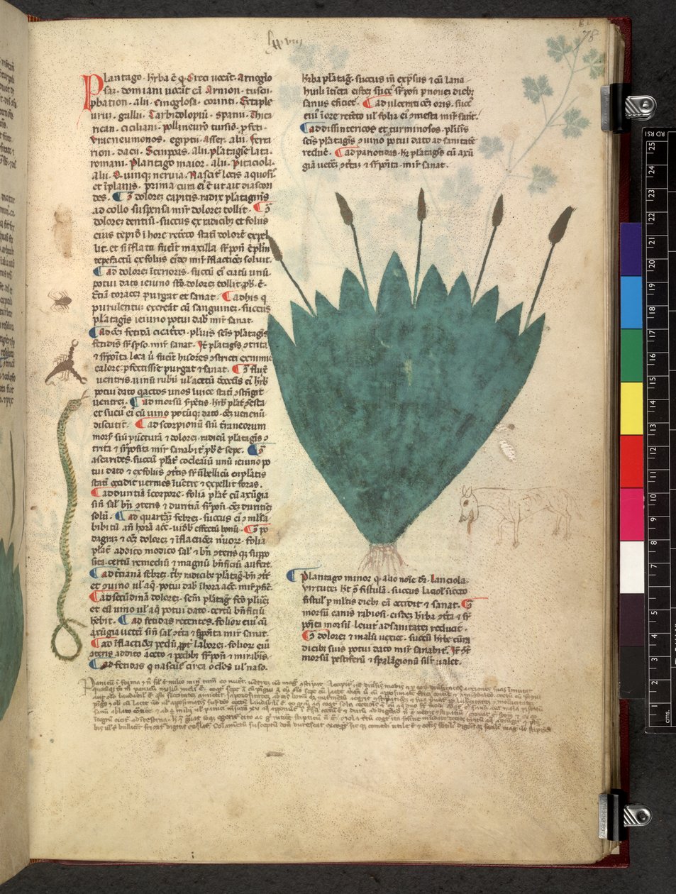 Egerton 747 Tractatus de herbis (عشبي) حوالي 1280-1310 (حبر ولون على ورق) بواسطة المدرسة الايطالية