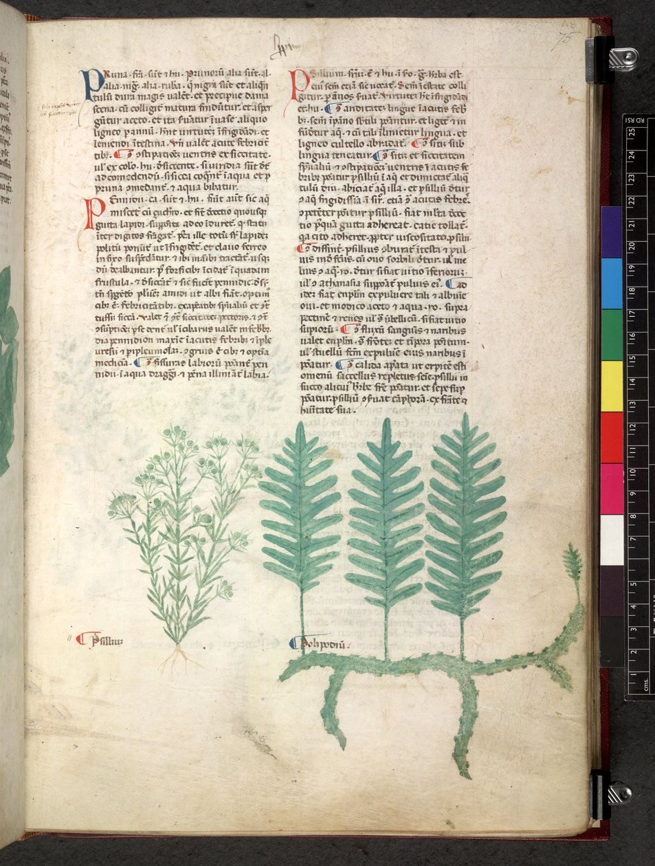 Egerton 747 Tractatus de herbis (عشبي) حوالي 1280-1310 (حبر ولون على ورق) بواسطة المدرسة الايطالية