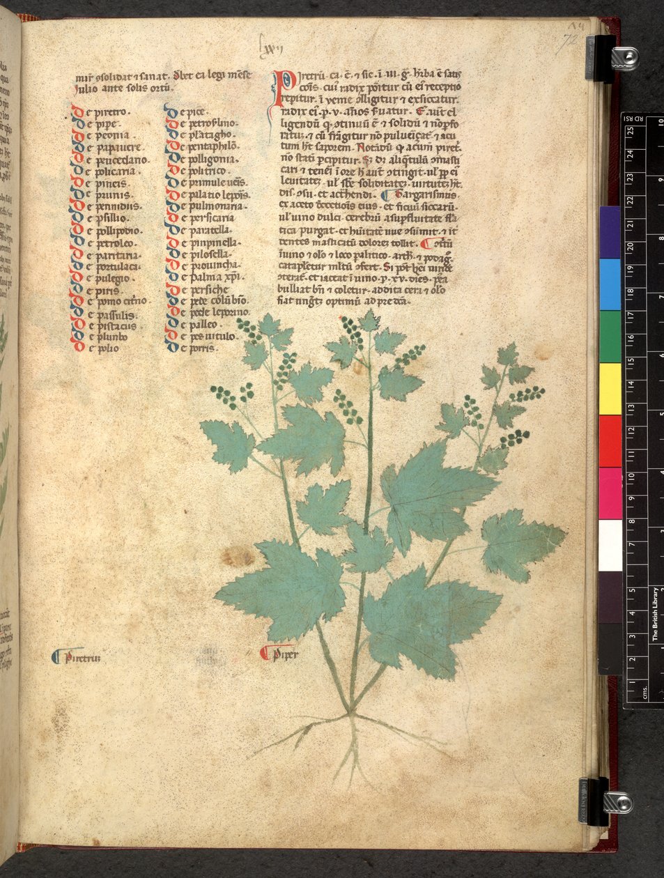 Egerton 747 Tractatus de herbis (عشبي) حوالي 1280-1310 (حبر ولون على ورق) بواسطة المدرسة الايطالية