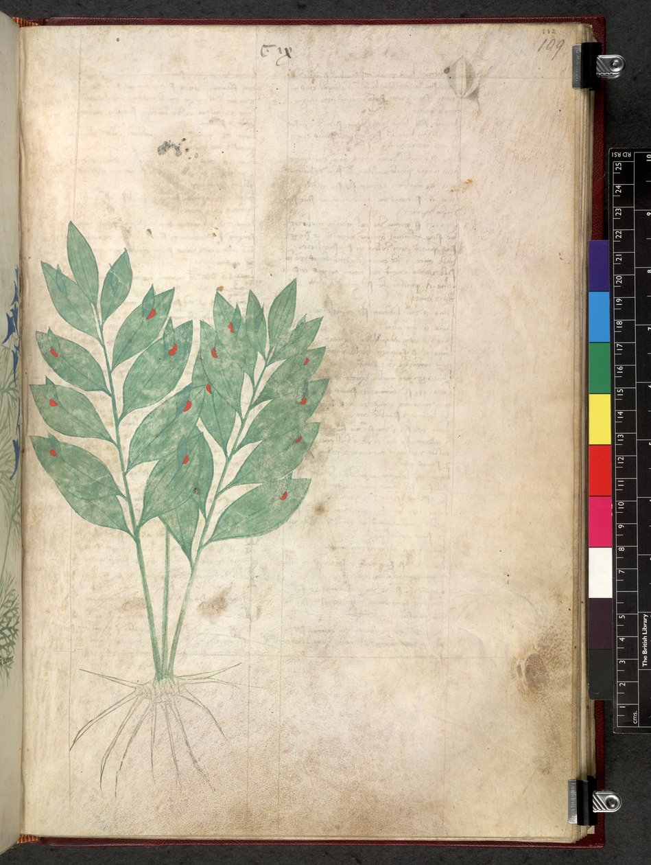 Egerton 747 Tractatus de herbis (عشبي) حوالي 1280-1310 (حبر ولون على ورق) بواسطة المدرسة الايطالية
