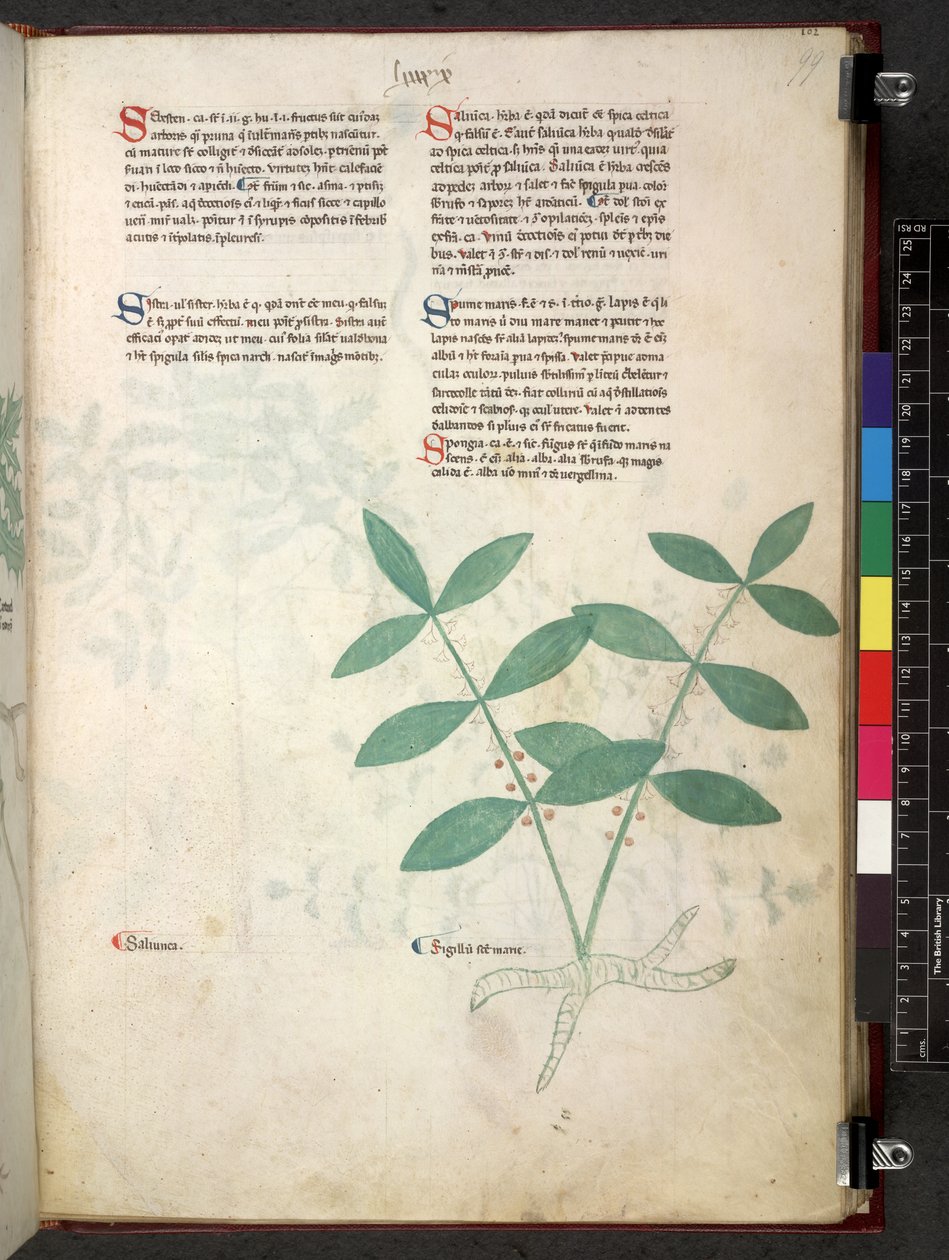 Egerton 747 Tractatus de herbis (عشبي) حوالي 1280-1310 (حبر ولون على ورق) بواسطة المدرسة الايطالية
