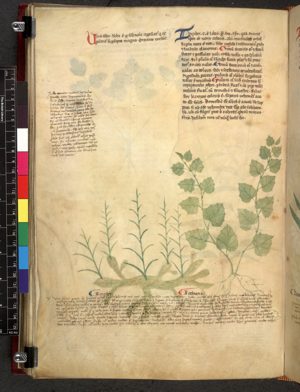 Egerton 747 Tractatus de herbis (عشبي) حوالي 1280-1310 (حبر ولون على ورق) بواسطة المدرسة الايطالية