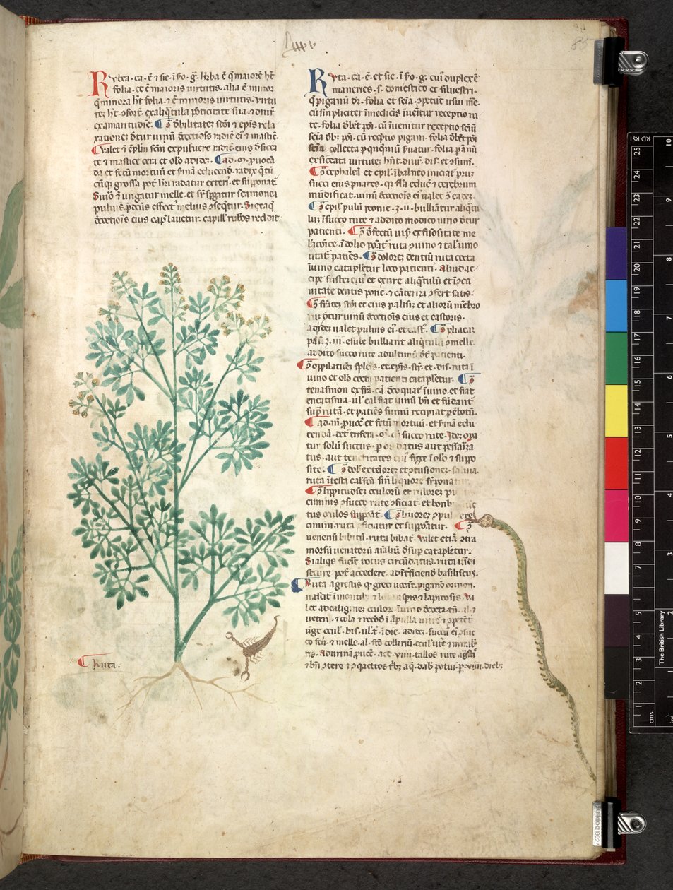 Egerton 747 Tractatus de herbis (عشبي) حوالي 1280-1310 (حبر ولون على ورق) بواسطة المدرسة الايطالية