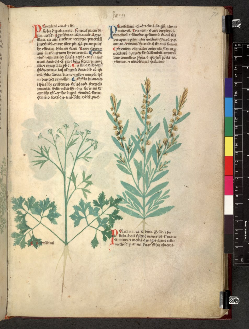 Egerton 747 Tractatus de herbis (عشبي) حوالي 1280-1310 (حبر ولون على ورق) بواسطة المدرسة الايطالية