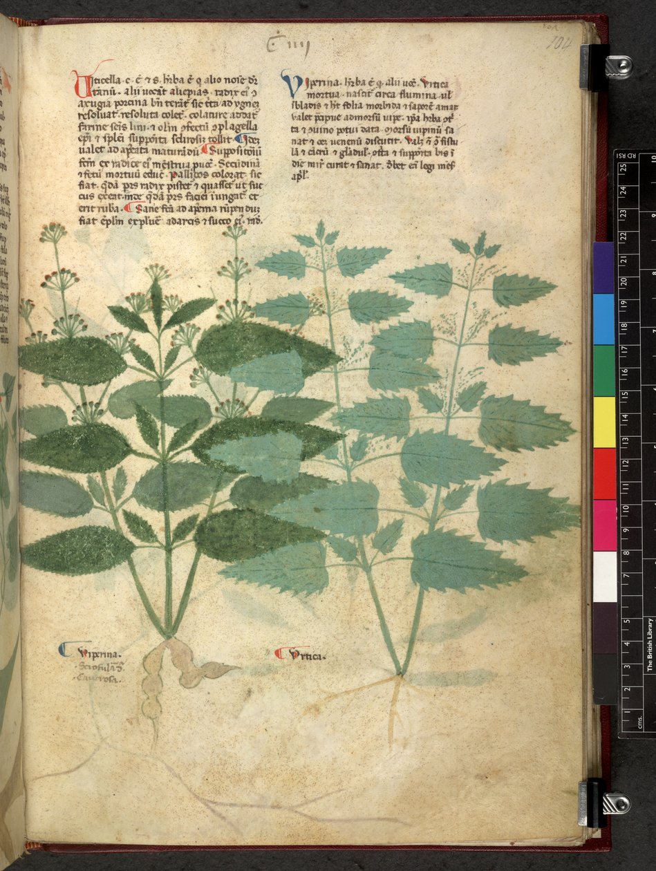 Egerton 747 Tractatus de herbis (عشبي) حوالي 1280-1310 (حبر ولون على ورق) بواسطة المدرسة الايطالية