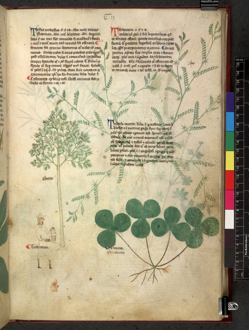 Egerton 747 Tractatus de herbis (عشبي) حوالي 1280-1310 (حبر ولون على ورق) بواسطة المدرسة الايطالية