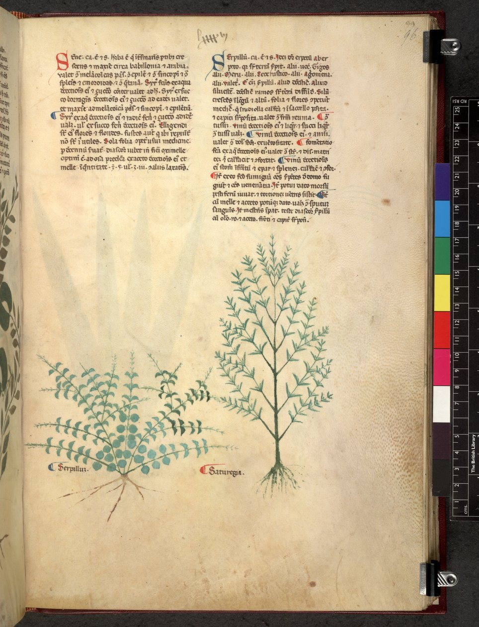 Egerton 747 Tractatus de herbis (عشبي) حوالي 1280-1310 (حبر ولون على ورق) بواسطة المدرسة الايطالية