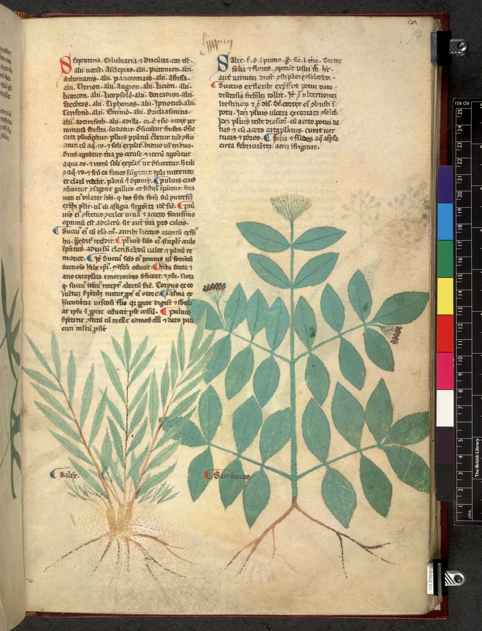Egerton 747 Tractatus de herbis (عشبي) حوالي 1280-1310 (حبر ولون على ورق) بواسطة المدرسة الايطالية