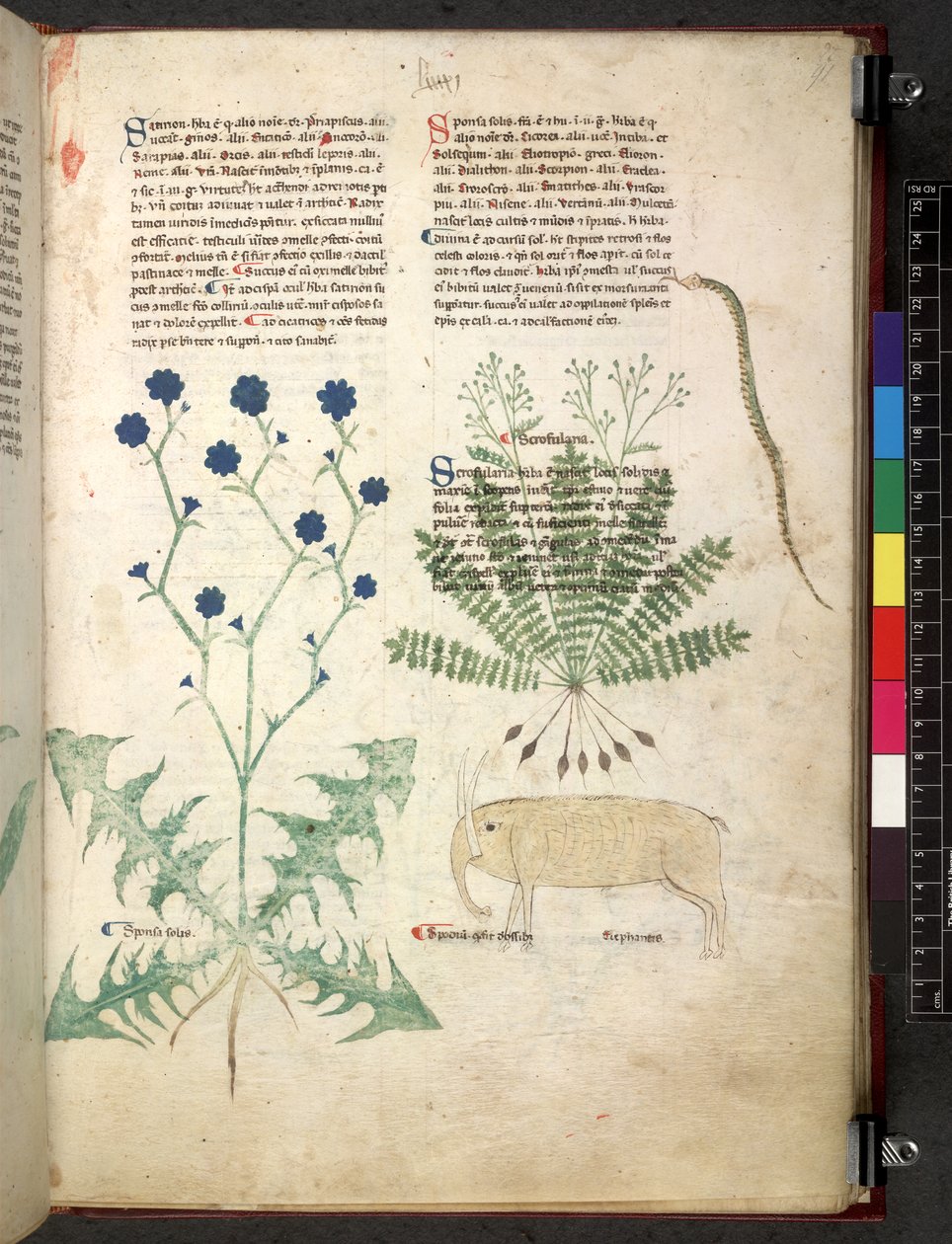 Egerton 747 Tractatus de herbis (عشبي) حوالي 1280-1310 (حبر ولون على ورق) بواسطة المدرسة الايطالية
