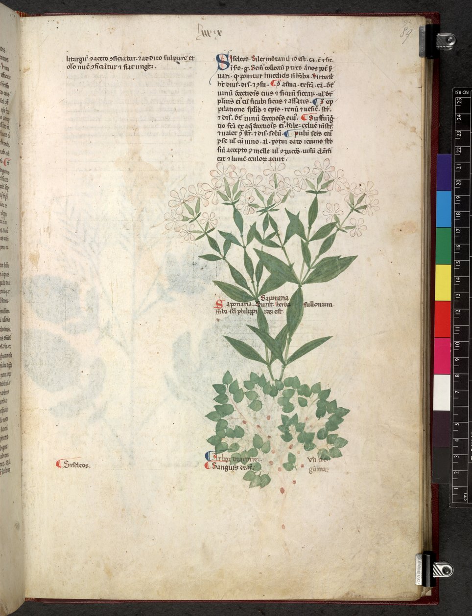 Egerton 747 Tractatus de herbis (عشبي) حوالي 1280-1310 (حبر ولون على ورق) بواسطة المدرسة الايطالية