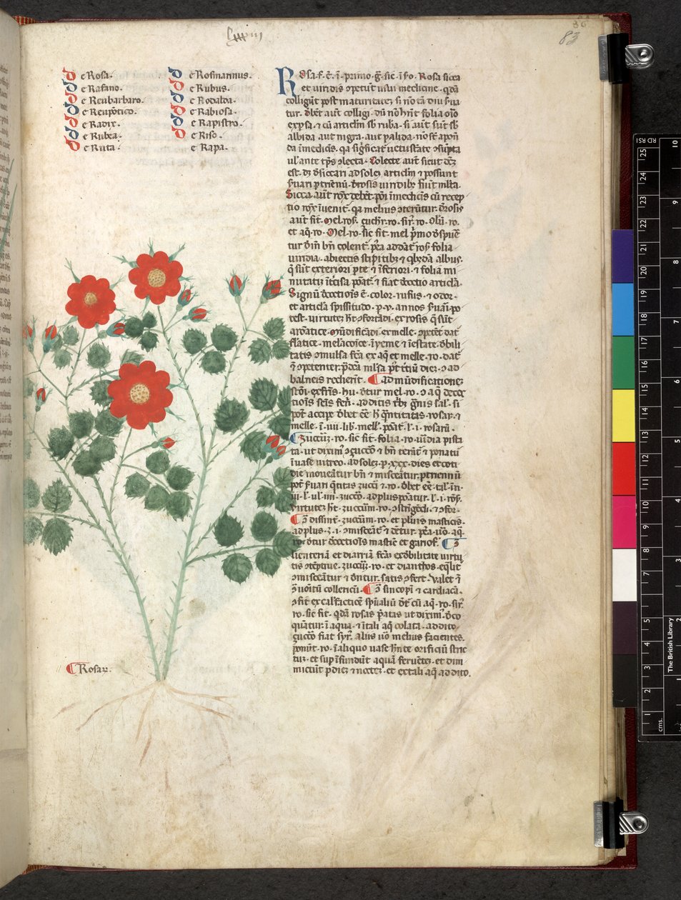 Egerton 747 Tractatus de herbis (عشبي) حوالي 1280-1310 (حبر ولون على ورق) بواسطة المدرسة الايطالية