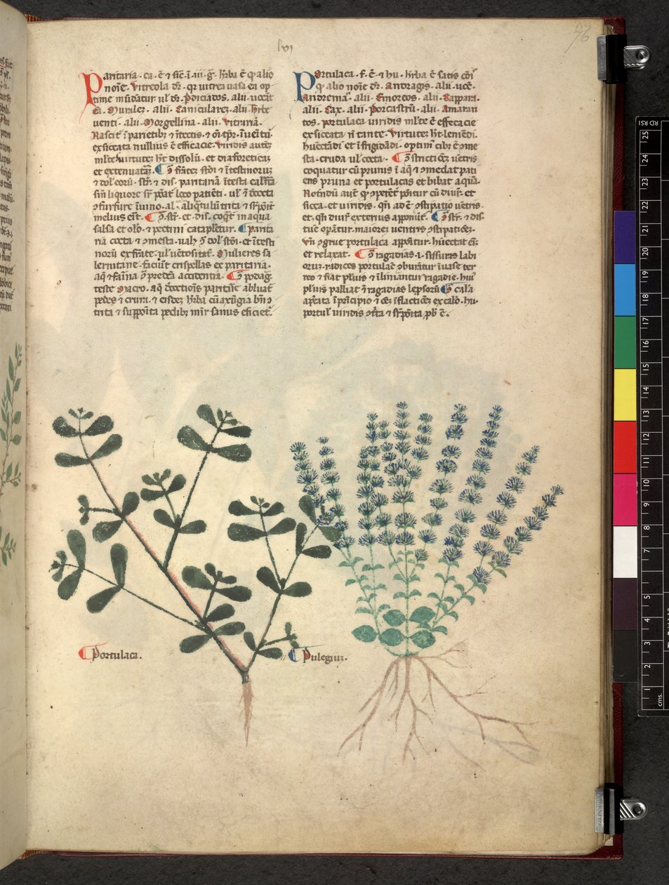 Egerton 747 Tractatus de herbis (عشبي) حوالي 1280-1310 (حبر ولون على ورق) بواسطة المدرسة الايطالية