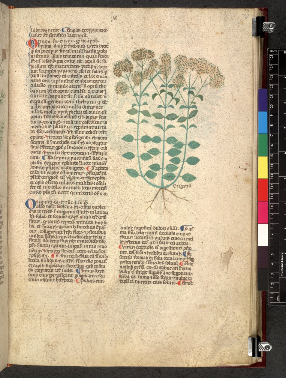 Egerton 747 Tractatus de herbis (عشبي) حوالي 1280-1310 (حبر ولون على ورق) بواسطة المدرسة الايطالية