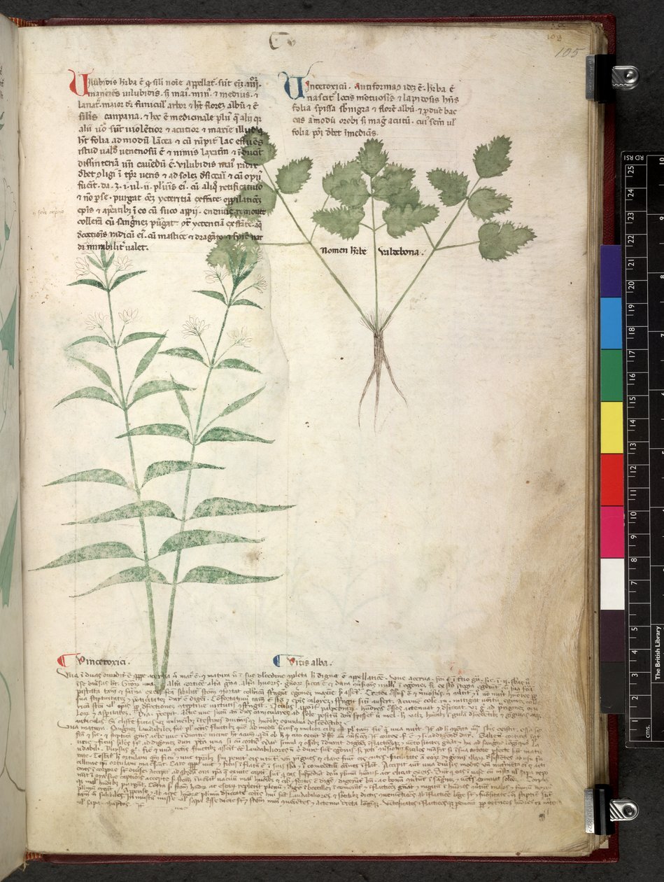 Egerton 747 Tractatus de herbis (عشبي) حوالي 1280-1310 (حبر ولون على ورق) بواسطة المدرسة الايطالية