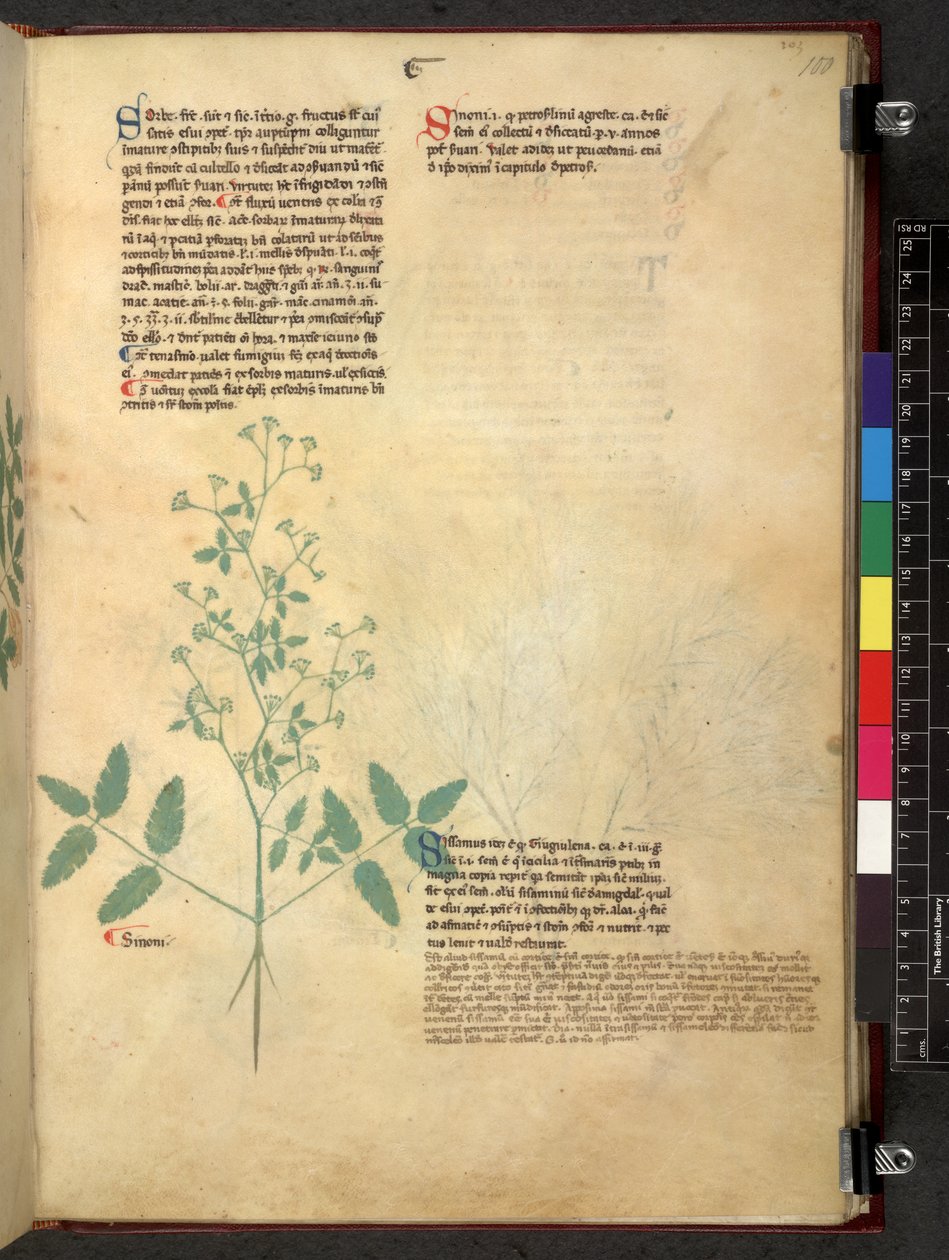 Egerton 747 Tractatus de herbis (عشبي) حوالي 1280-1310 (حبر ولون على ورق) بواسطة المدرسة الايطالية