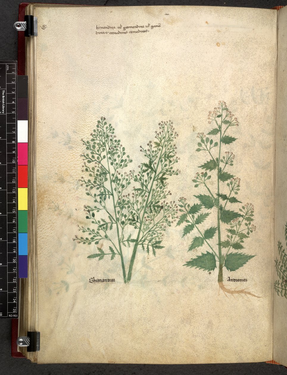 Egerton 747 Tractatus de herbis (عشبي) حوالي 1280-1310 (حبر ولون على ورق) بواسطة المدرسة الايطالية