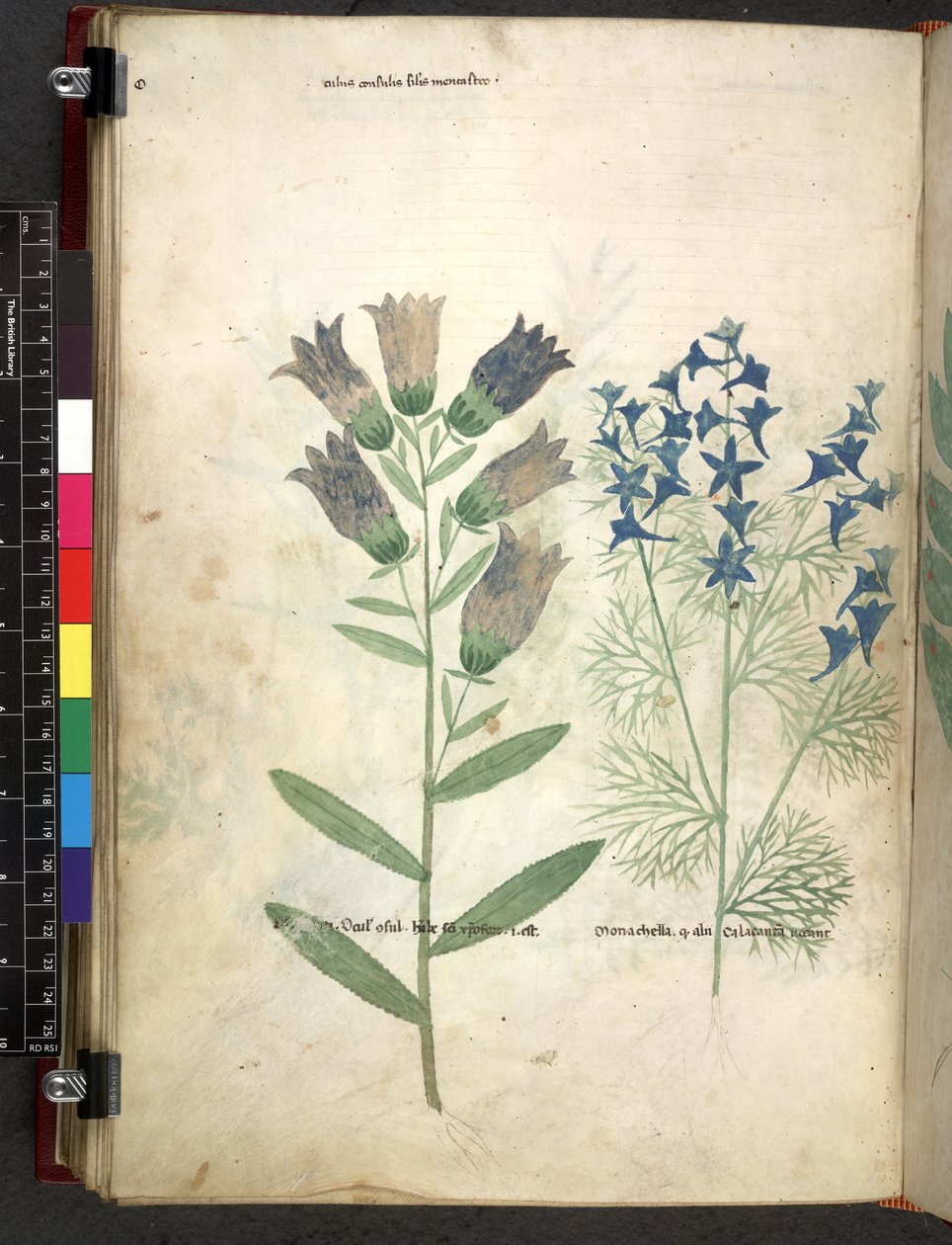 Egerton 747 Tractatus de herbis (عشبي) حوالي 1280-1310 (حبر ولون على ورق) بواسطة المدرسة الايطالية