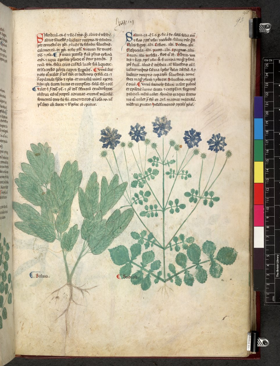 Egerton 747 Tractatus de herbis (عشبي) حوالي 1280-1310 (حبر ولون على ورق) بواسطة المدرسة الايطالية