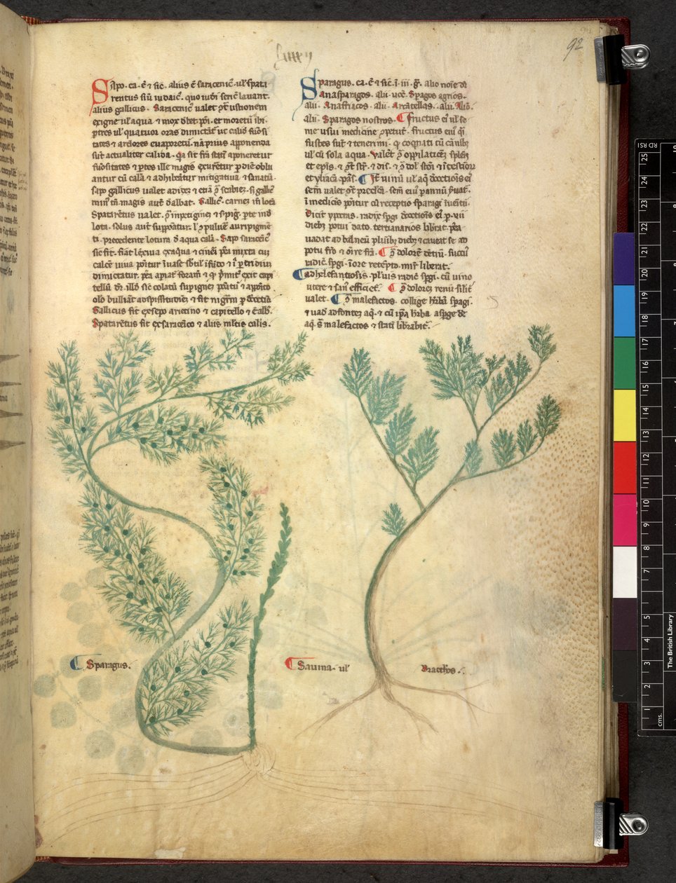 Egerton 747 Tractatus de herbis (عشبي) حوالي 1280-1310 (حبر ولون على ورق) بواسطة المدرسة الايطالية