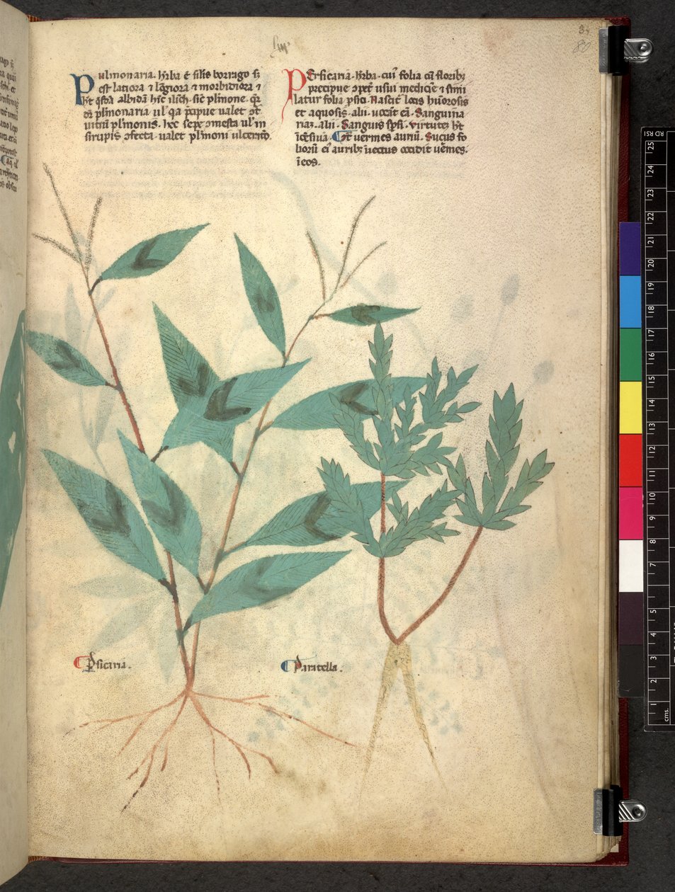 Egerton 747 Tractatus de herbis (عشبي) حوالي 1280-1310 (حبر ولون على ورق) بواسطة المدرسة الايطالية