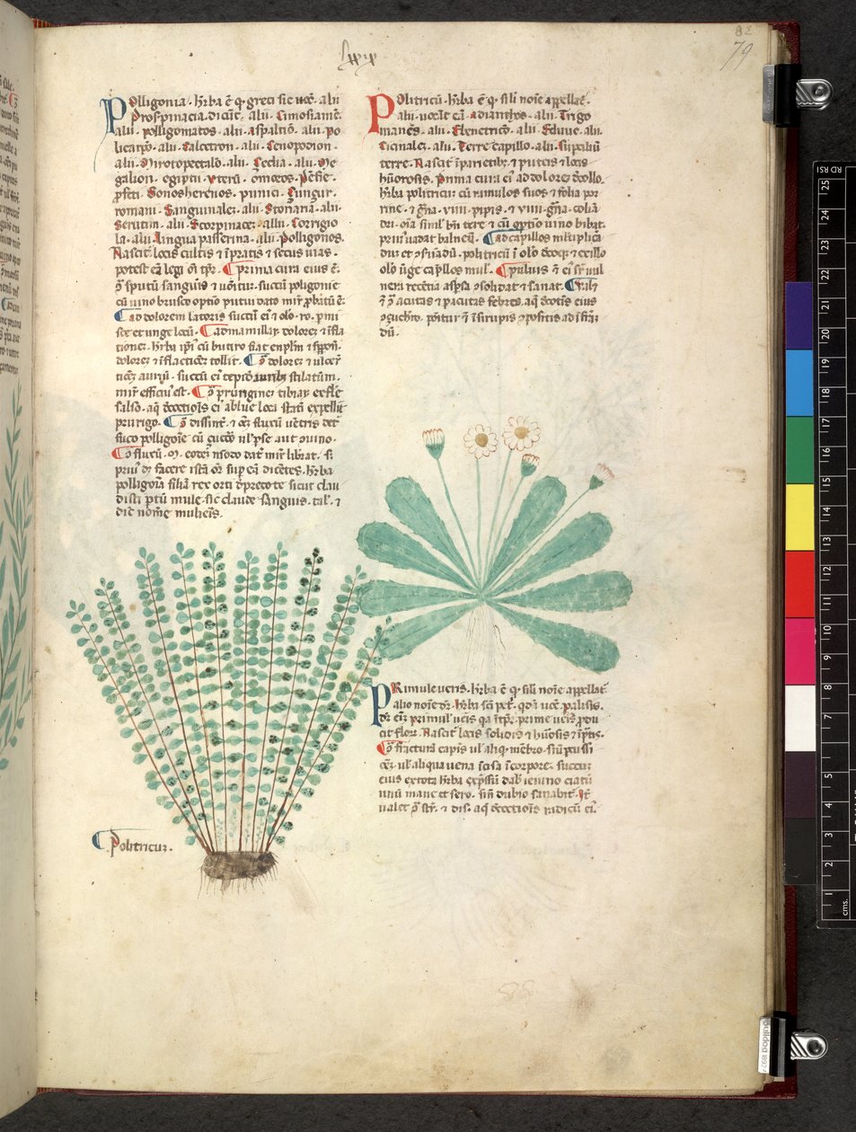 Egerton 747 Tractatus de herbis (عشبي) حوالي 1280-1310 (حبر ولون على ورق) بواسطة المدرسة الايطالية