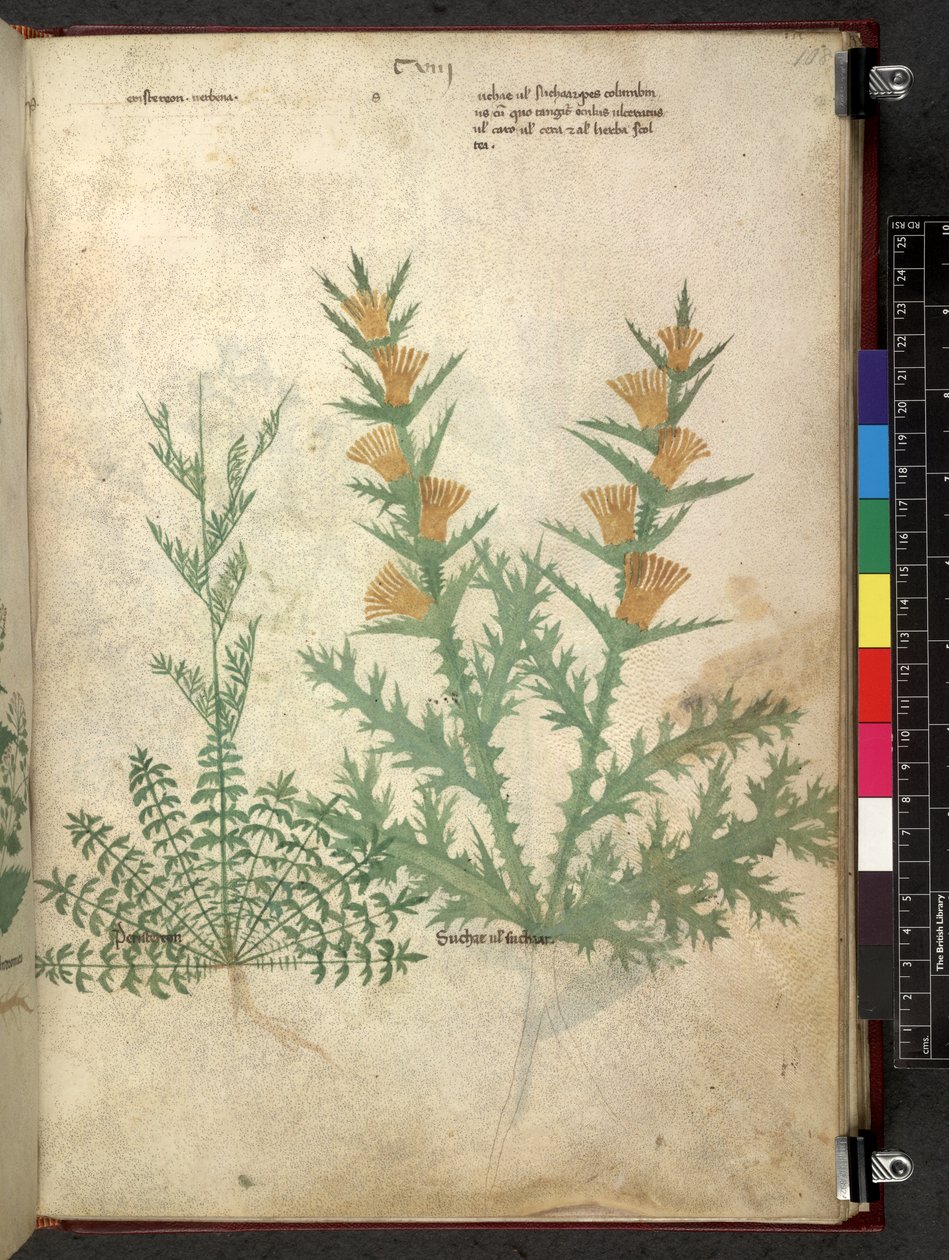 Egerton 747 Tractatus de herbis (عشبي) حوالي 1280-1310 (حبر ولون على ورق) بواسطة المدرسة الايطالية