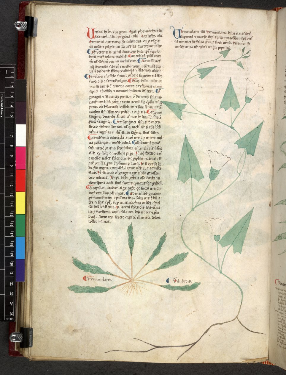 Egerton 747 Tractatus de herbis (عشبي) حوالي 1280-1310 (حبر ولون على ورق) بواسطة المدرسة الايطالية
