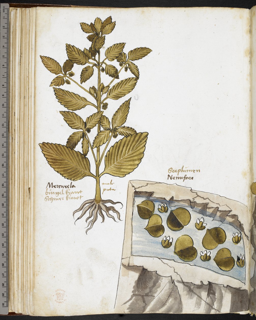 Harley MS 3736 f.58v Mandrake ، من "الأعشاب مع أطروحات عن الطعام والسموم والعلاجات وخصائص الأحجار" بقلم جيوفاني كاداموستو (حبر ولون على ورق) بواسطة المدرسة الايطالية