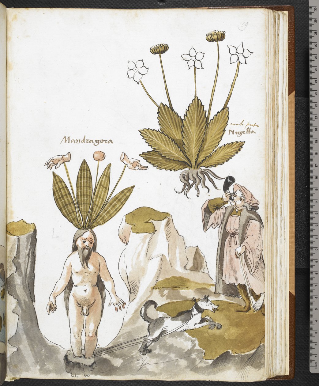Harley MS 3736 f.59r ماندريك يسحبها كلب ، من "أعشاب مع أطروحات عن الطعام والسموم والعلاجات وخصائص الأحجار" بقلم جيوفاني كاداموستو (حبر ولون على ورق) بواسطة المدرسة الايطالية