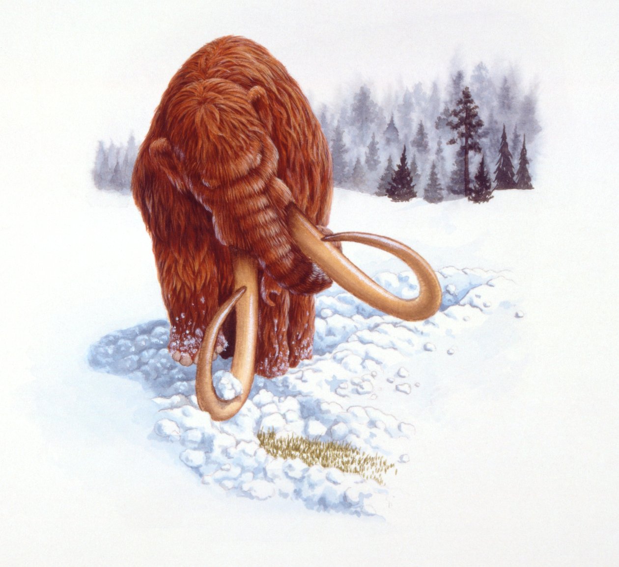 Mammoth searching for food in snow, Pliocene/ Pleistocene period (colour litho) بواسطة المدرسة الايطالية